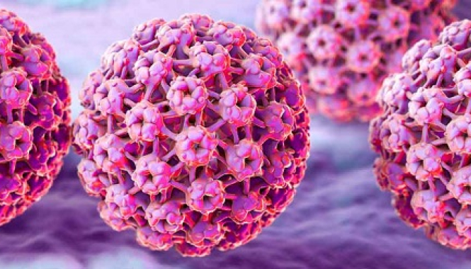 Вирус папилломы ВПЧ