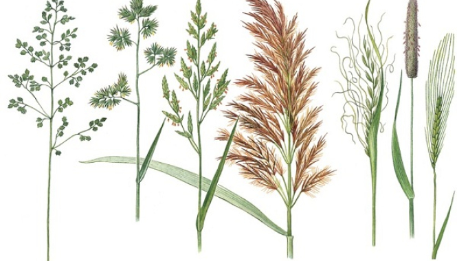 Календарь пыления для аллергиков