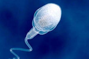 спермограмма в санкт-петербурге